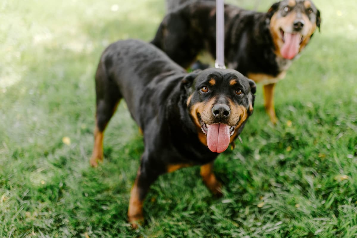 Pet Boarding Services image of two dogs in a field